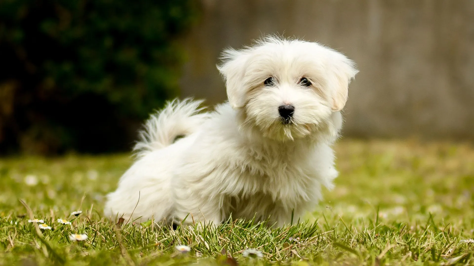 Coton De Tulear